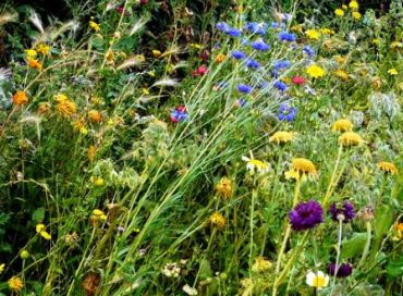 Des substances prohibées en pleine nature