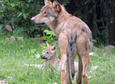 Loup et requin deux prédateurs en danger