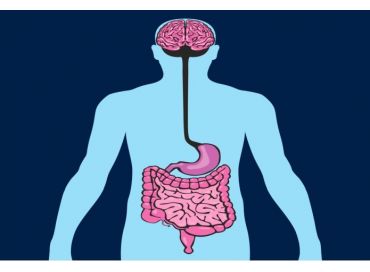 Microbiote et dépression, OGM dans l'alimentation et disparition des vrais jumeaux