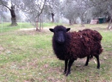 Les moutons d'Ouessant