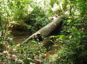 Le numérique est une jungle