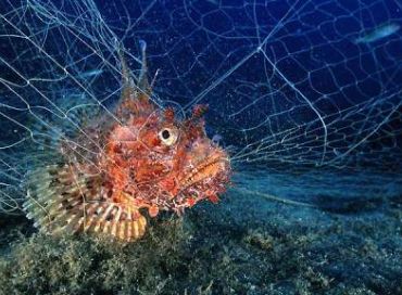 Les petits pêcheurs s'unissent face à la pêche industrielle