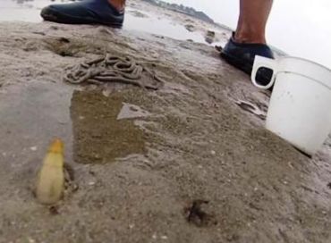 La pêche aux couteaux ne manque pas de sel