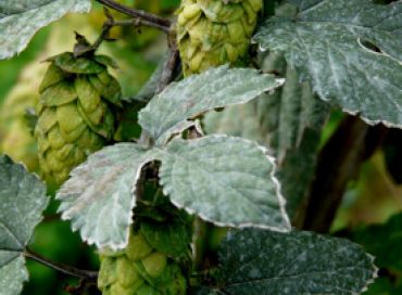 Le houblon Bio d'Obernai