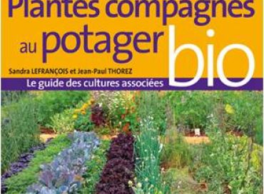 Plantes compagnes au potager bio