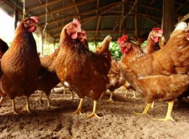 Les poulets et le réchauffement climatique