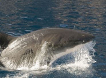 Le grand requin blanc de méditerranée 