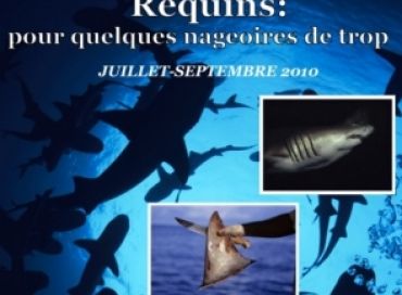 Requins : pour quelques nageoires de trop !