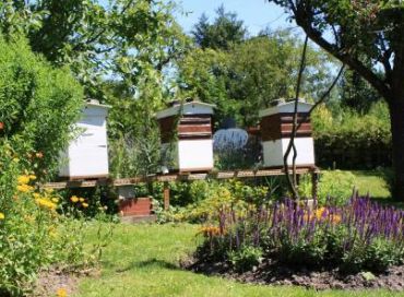 Débuter dans l'apiculture