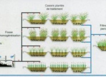 Phytorestore lutte contre les pollutions