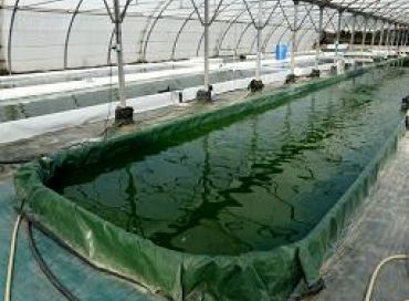 La spiruline, une micro-algue de 3 milliards d'années