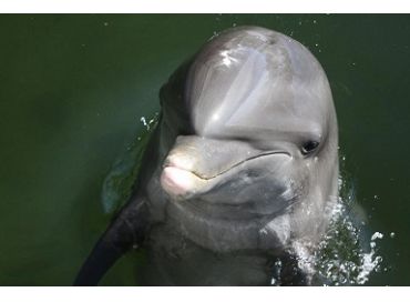 TAF : pour sauver les dauphins et les baleines 