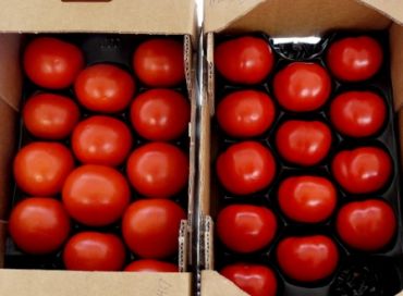 De nouvelles semences de tomates Bio